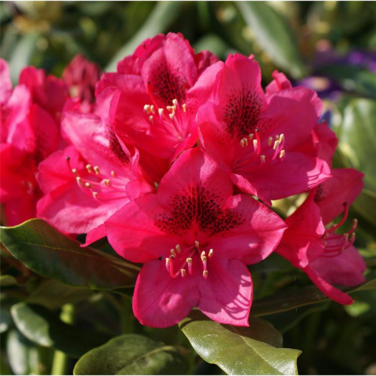 Rhododendron 'Nova Zembla' - Immergrun / Garden Center Eshop - photo 9