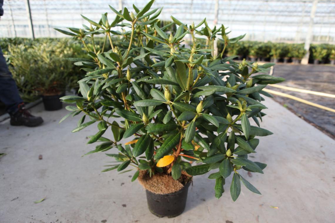Rhododendron (AJ) 'Mad. van Hecke' - Immergrun / Garden Center Eshop - photo 8