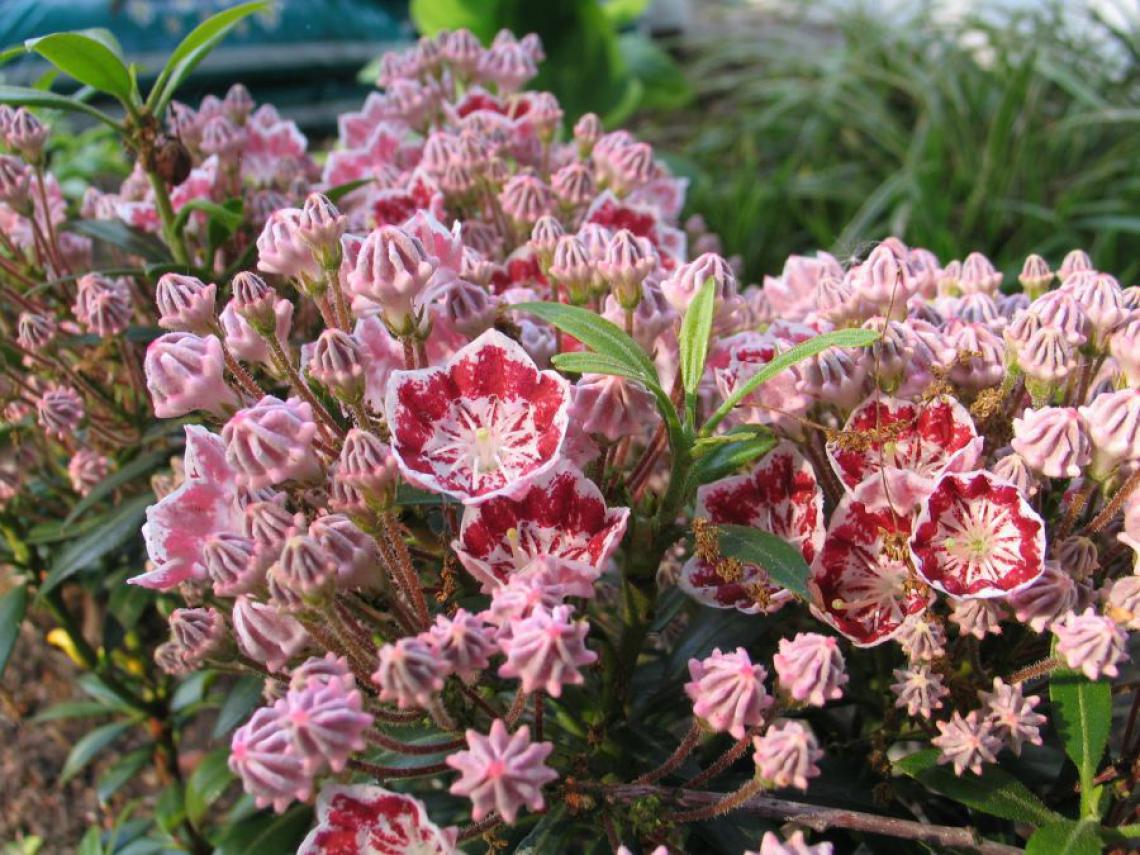 Mahonia aquifolium 'Apollo' - Immergrun / Garden Center Eshop - photo 12