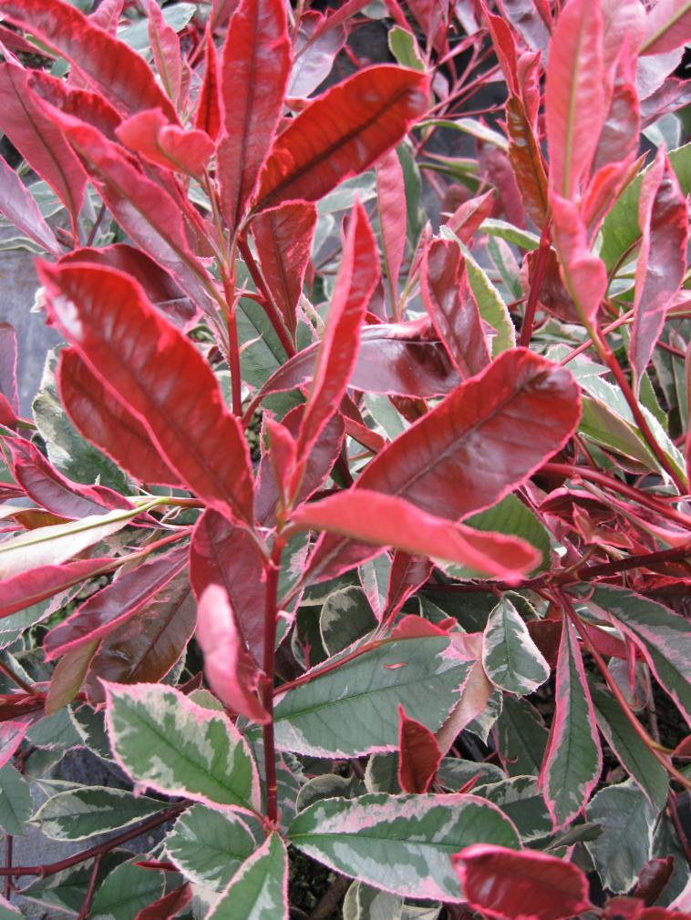 Photinia fraseri 'Carré Rouge' - Immergrun / Garden Center Eshop - photo 10