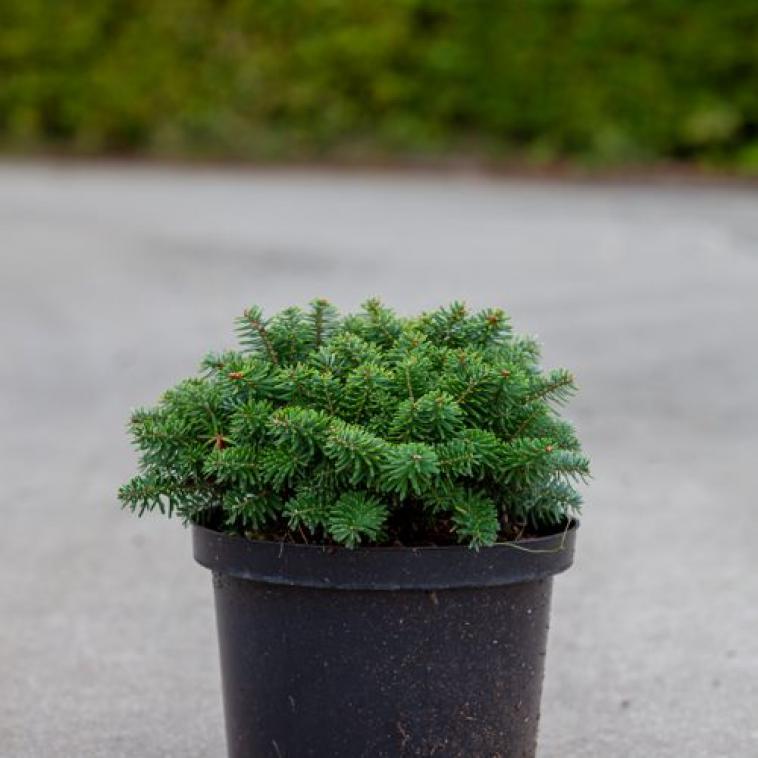 Pinus schwerinii 'Wiethorst' - photo 59