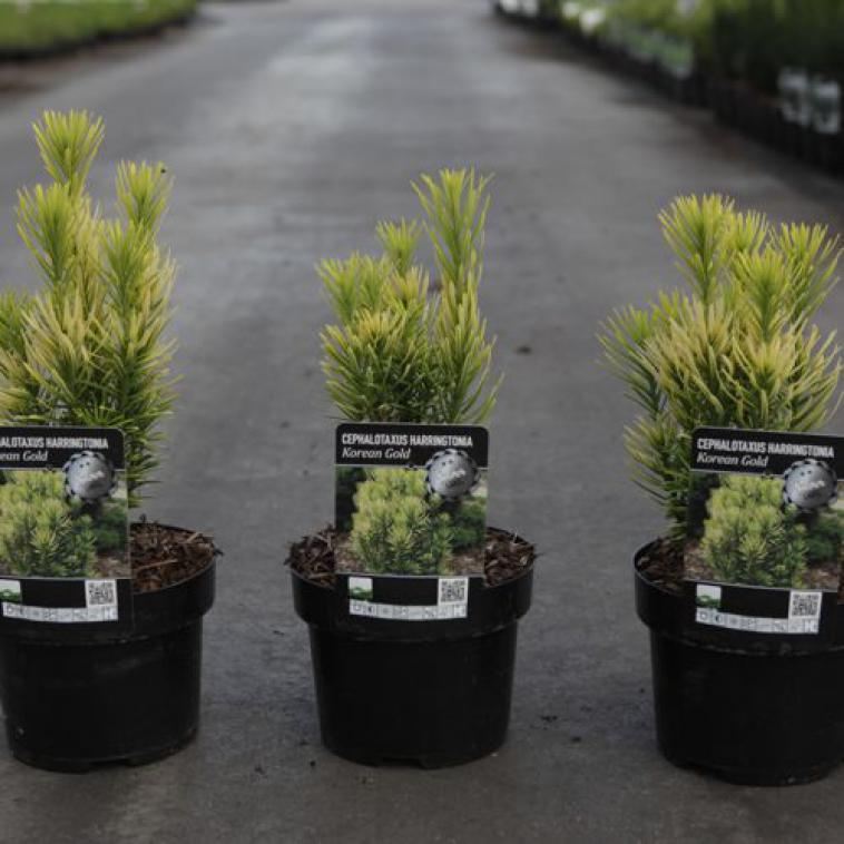 Pinus mugo 'Carstens Wintergold' - Immergrun / Garden Center Eshop - photo 11