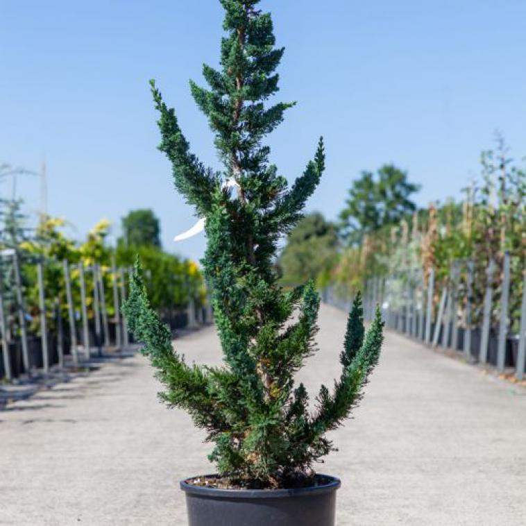 Pinus parviflora 'Negishi' - Immergrun / Garden Center Eshop - photo 12