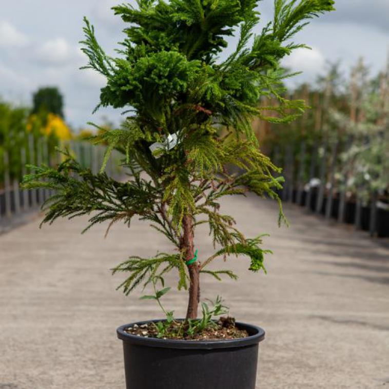 Pinus schwerinii 'Wiethorst' - Immergrun / Garden Center Eshop - photo 7