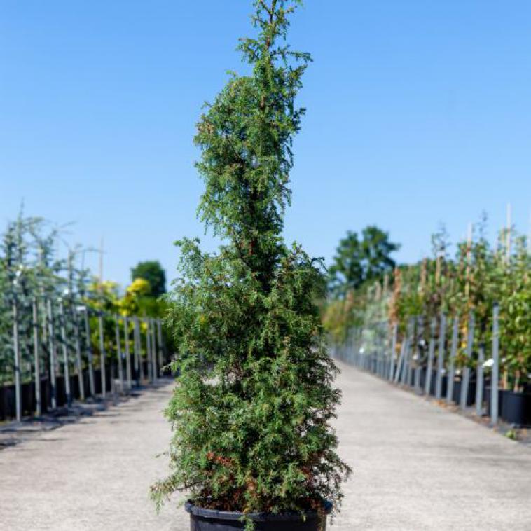 Juniperus horizontalis 'Blue Chip' - Immergrun / Garden Center Eshop - photo 7