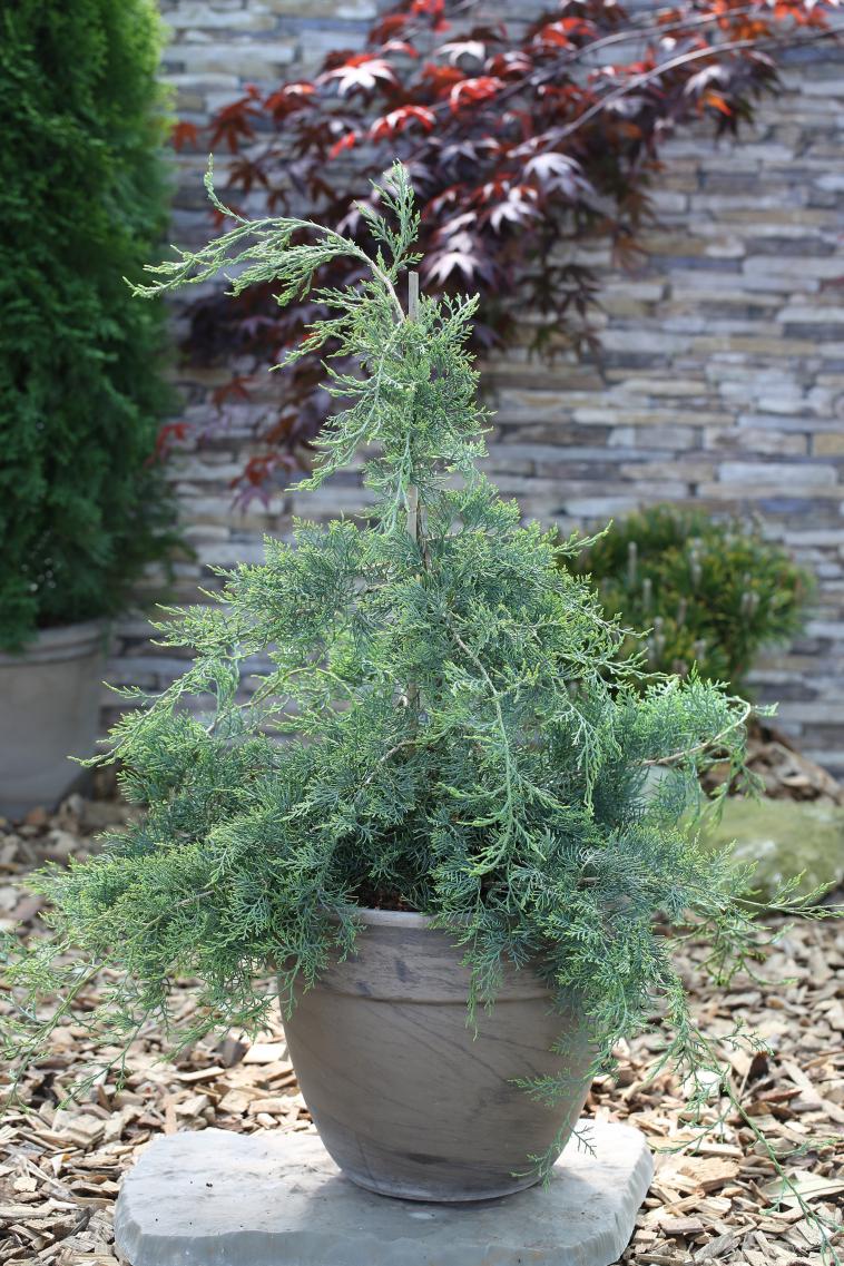 Juniperus squamata 'Blue Swede' - Immergrun / Garden Center Eshop - photo 10