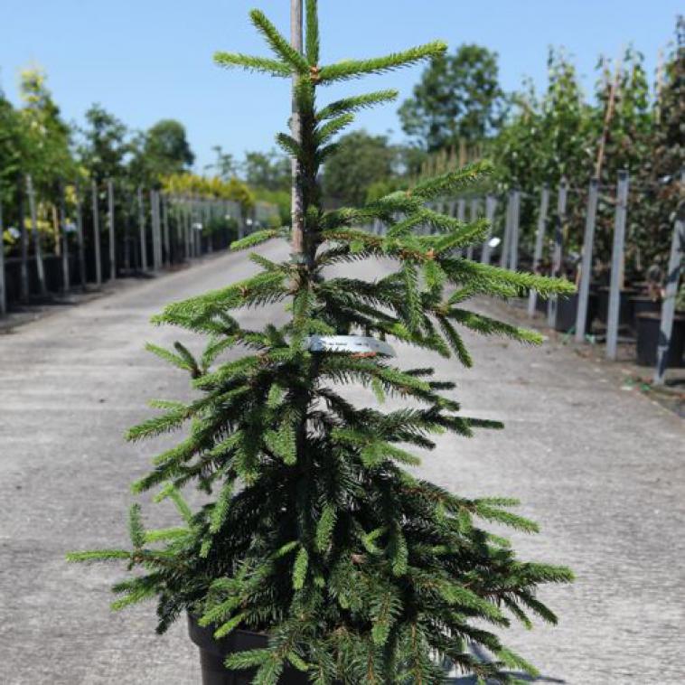 Pinus sylvestris 'Watereri' - Immergrun / Garden Center Eshop - photo 12