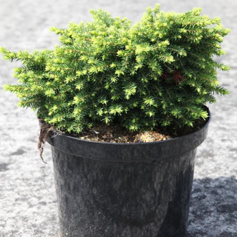 Picea omorika 'Karel' - Immergrun / Garden Center Eshop - photo 10