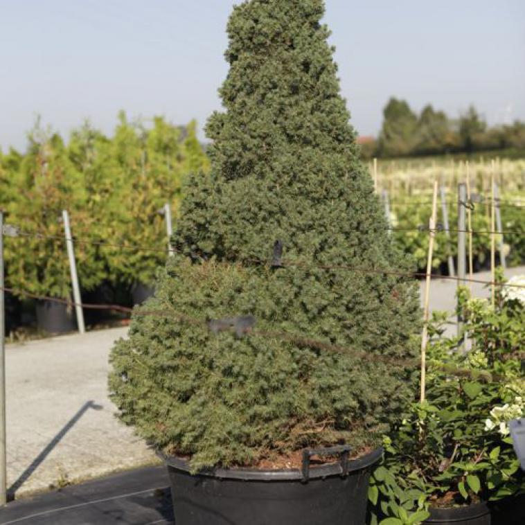 Picea abies 'Wills Zwerg' - Immergrun / Garden Center Eshop - photo 9