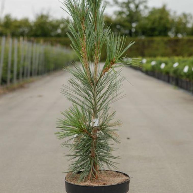 Pinus nigra nigra - Immergrun / Garden Center Eshop - photo 11