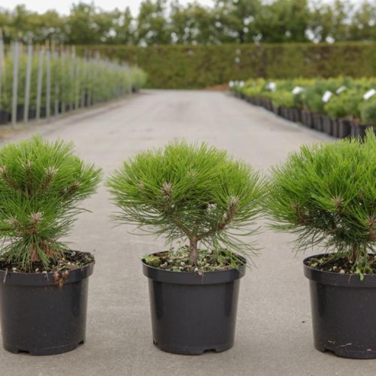 Pinus parviflora 'Negishi' - Immergrun / Garden Center Eshop - photo 8