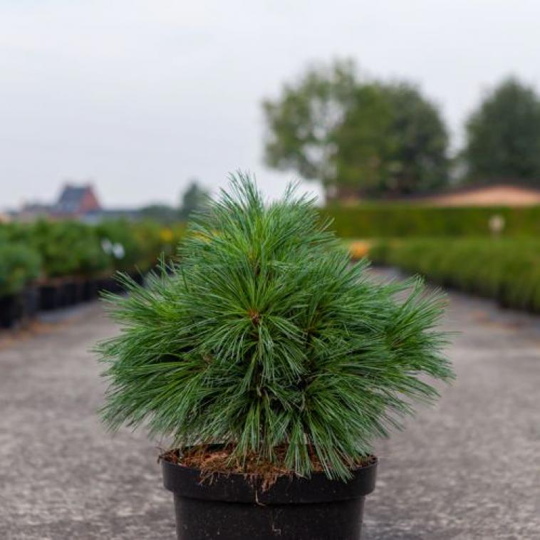 Pinus densiflora 'Alice Verkade' - Immergrun / Garden Center Eshop - photo 9