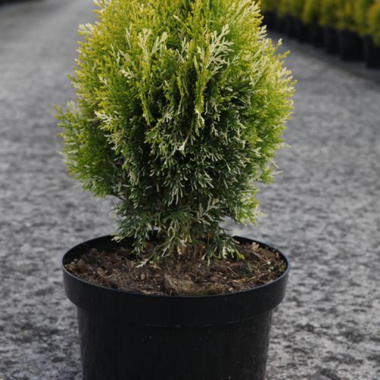 Pinus mugo 'Sherwood Compact' - Immergrun / Garden Center Eshop - photo 11