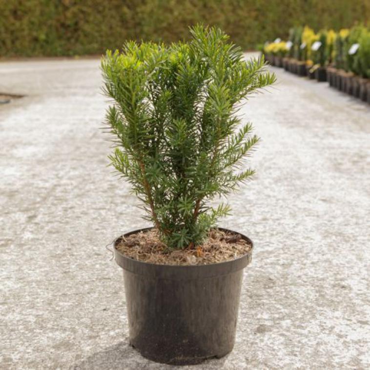Juniperus horizontalis 'Limeglow' - Immergrun / Garden Center Eshop - photo 10