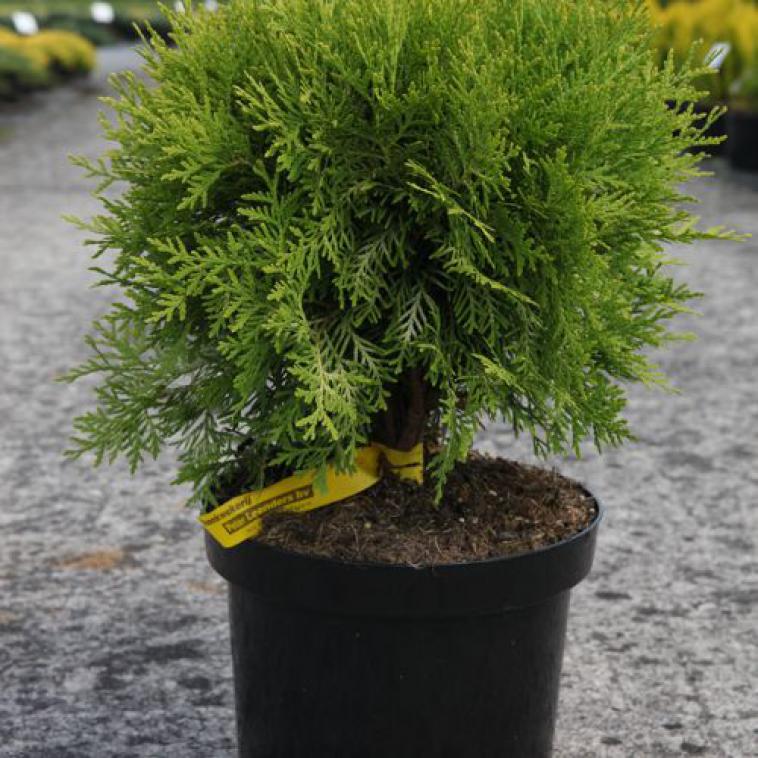 Picea abies 'Jalako Gold' - Immergrun / Garden Center Eshop - photo 10