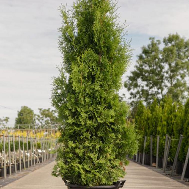 Juniperus horizontalis 'Limeglow' - Immergrun / Garden Center Eshop - photo 14