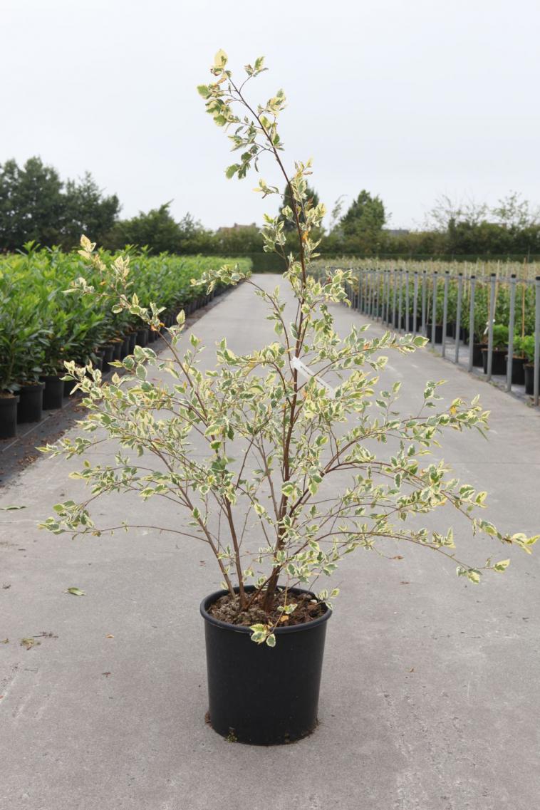 Prunus nipponica 'Brilliant' - Immergrun / Garden Center Eshop - photo 7