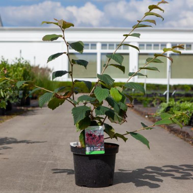 Magnolia sieboldii - Immergrun / Garden Center Eshop - photo 10