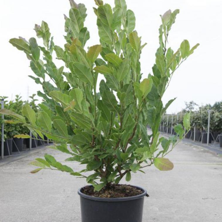 Hydrangea paniculata FRAISE MELBA (PBR) - Immergrun / Garden Center Eshop - photo 6