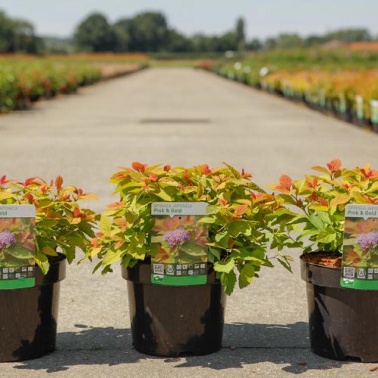 Hydrangea arborescens 'Lime Rickey®' Proven Winners® - photo 12