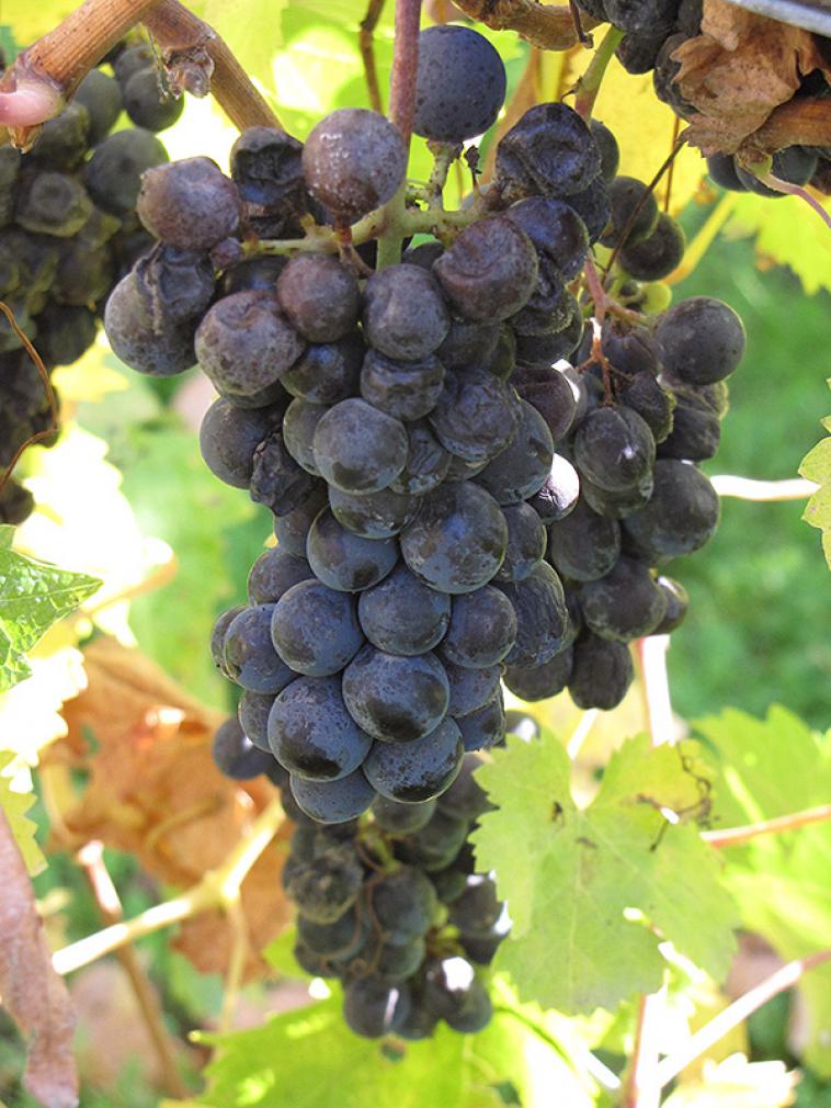 Vitis vinifera 'Purpurea' - Immergrun / Garden Center Eshop - photo 9