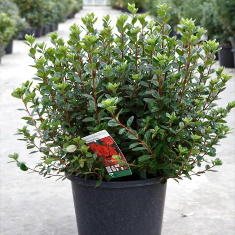 Rhododendron (AJ) 'Stewartstonian' - Immergrun / Garden Center Eshop - photo 4