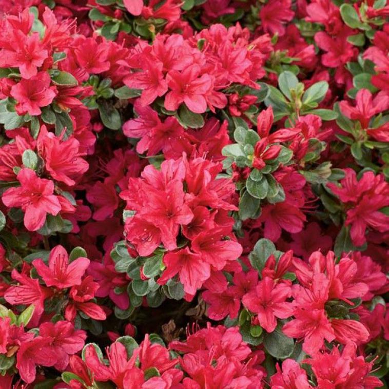 Rhododendron (AM) 'Koster's Brilliant Red' - photo 7