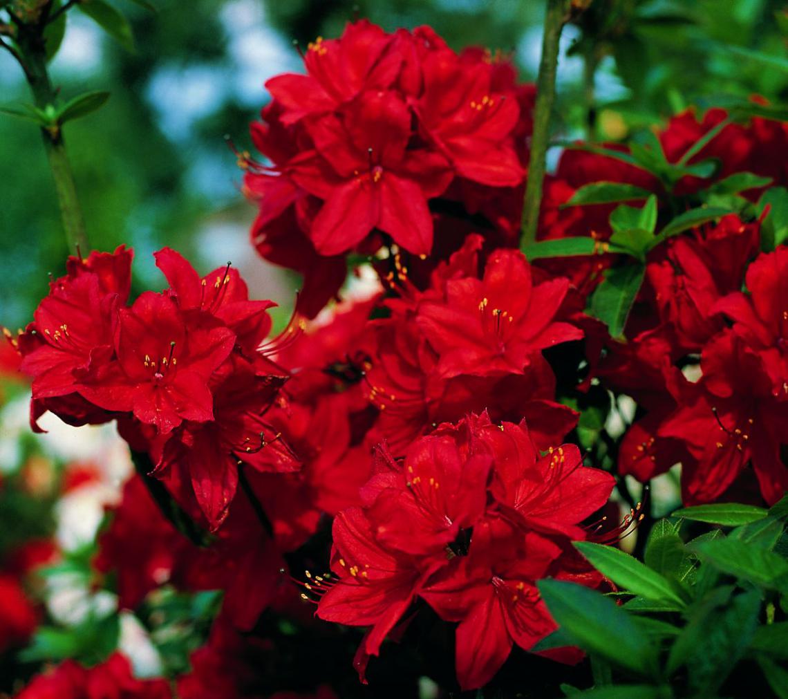 Rhododendron (AM) 'Koster's Brilliant Red' - photo 6