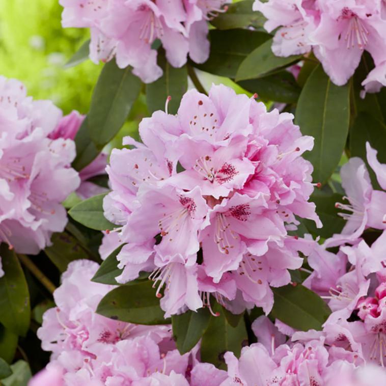 Rhododendron (AJ) 'Mad. van Hecke' - Immergrun / Garden Center Eshop - photo 8