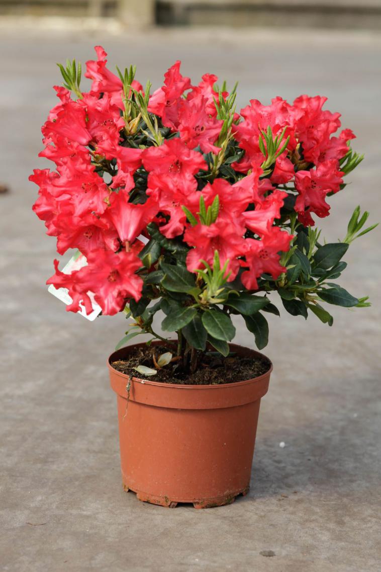 Rhododendron (AM) 'Koster's Brilliant Red' - photo 10