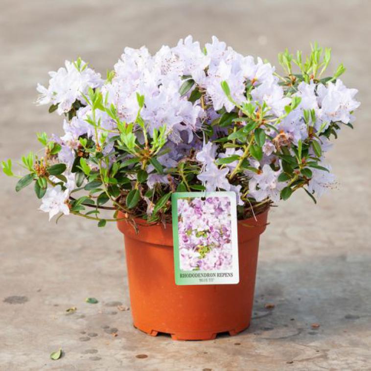 Rhododendron (AK) 'Berryrose' - Immergrun / Garden Center Eshop - photo 14