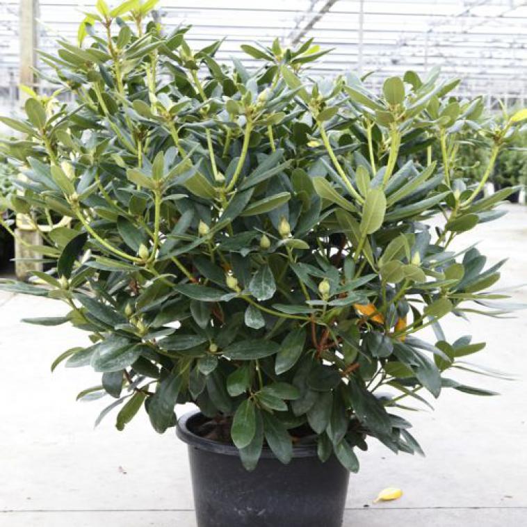 Rhododendron (AJ) 'Stewartstonian' - photo 61