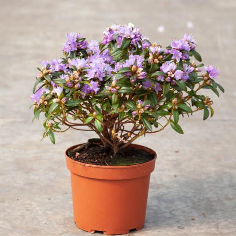 Rhododendron (AJ) 'Blaue Donau' - Immergrun / Garden Center Eshop - photo 10