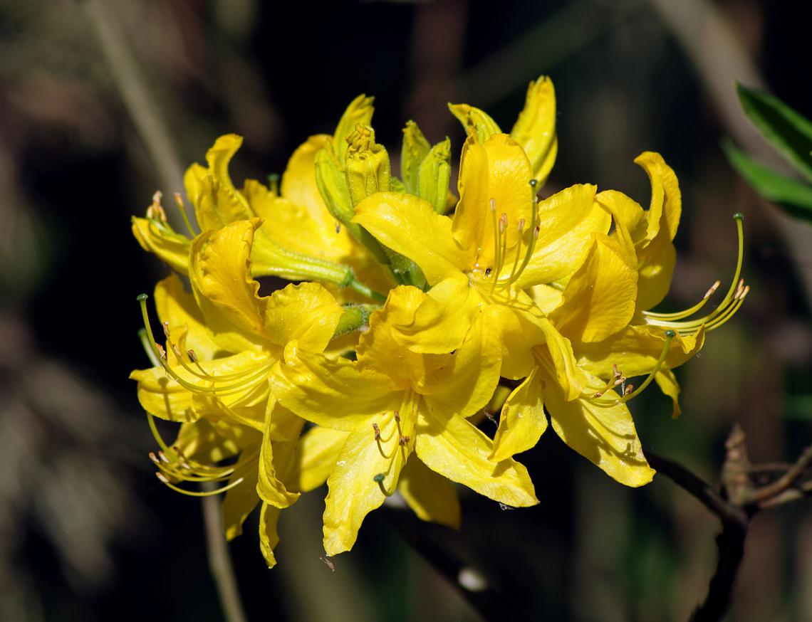 Rhododendron luteum - photo 56