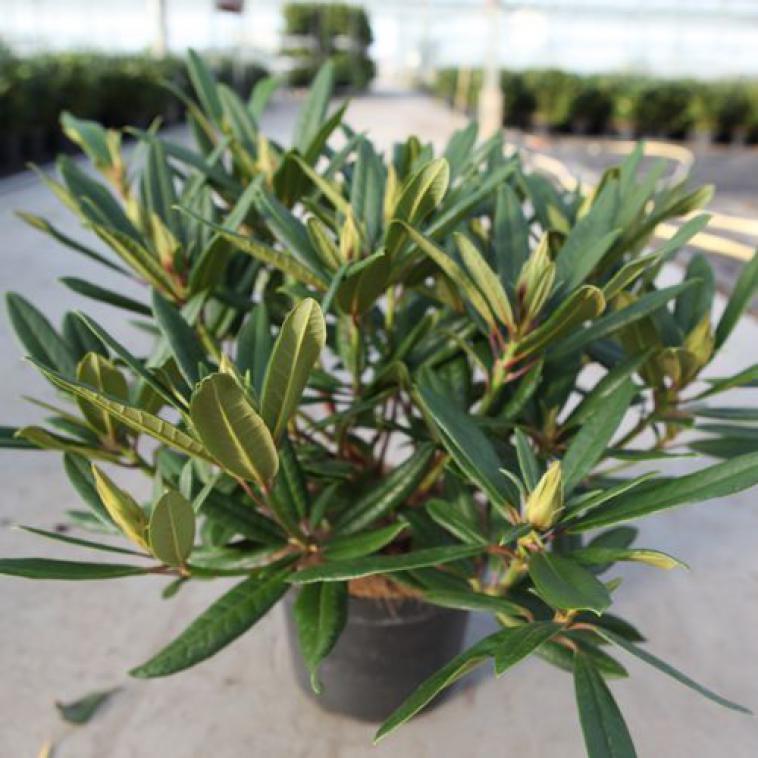 Rhododendron (AJ) 'Stewartstonian' - Immergrun / Garden Center Eshop - photo 11