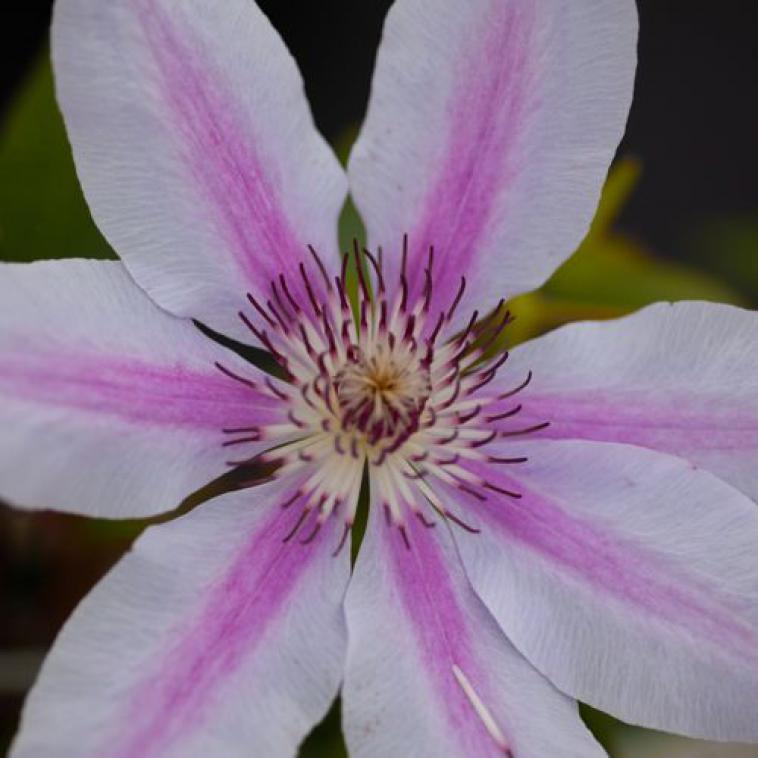 Wisteria sinensis 'Caroline' - Immergrun / Garden Center Eshop - photo 11