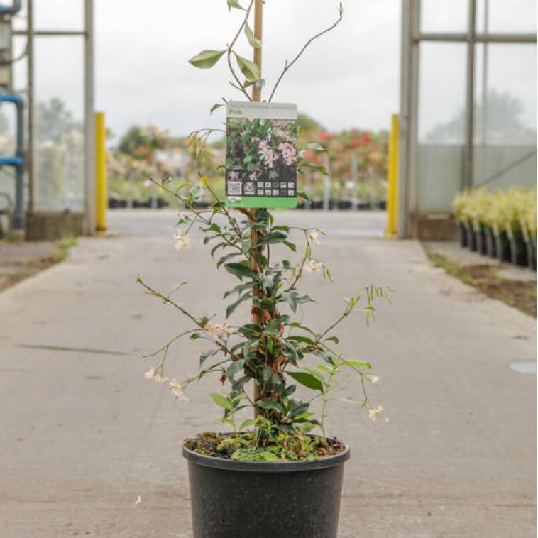 Parthenocissus quinquefolia RED WALL® - Immergrun / Garden Center Eshop - photo 7