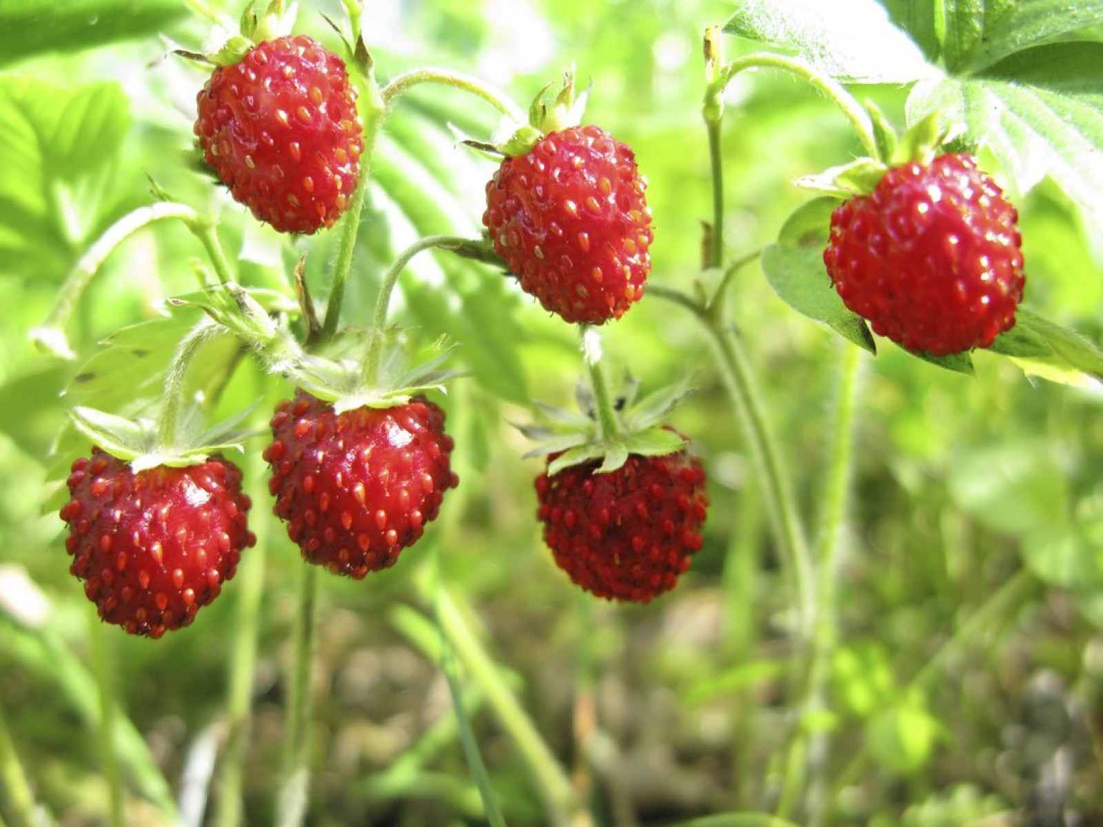 Rubus Tayberry - Immergrun / Garden Center Eshop - photo 7